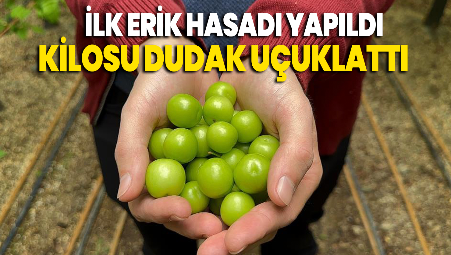 İlk erik hasadı yapıldı, kilosu dudak uçuklattı