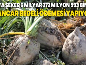 Konya Şeker 6 Milyar 272 Milyon 593 Bin Lira Pancar Bedeli Ödemesi Yapıyor