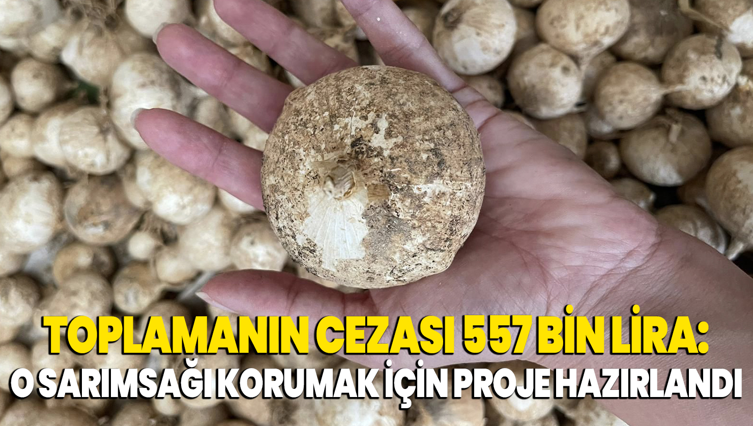 Toplamanın cezası 557 bin lira: O sarımsağı korumak için proje hazırlandı