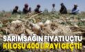 Sarımsak fiyatı uçtu: Kilosu 400 lirayı geçti!