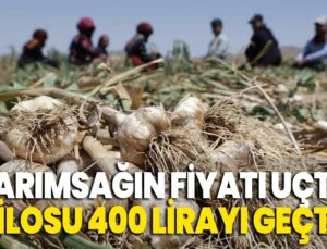 Sarımsak Fiyatı Uçtu: Kilosu 400 Lirayı Geçti!