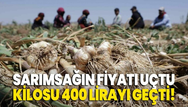 Sarımsak Fiyatı Uçtu: Kilosu 400 Lirayı Geçti!