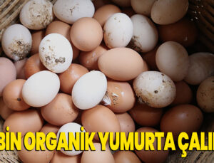 100 Bin Organik Yumurta Çalındı!