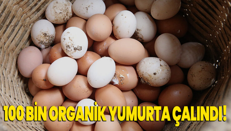 100 Bin Organik Yumurta Çalındı!