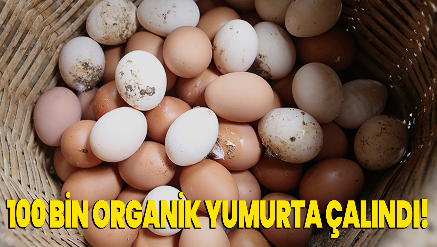 100 bin organik yumurta çalındı!