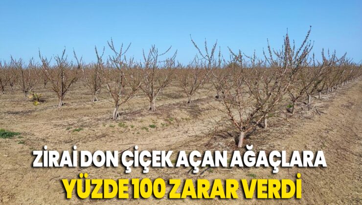 Zirai Don Çiçek Açan Ağaçlara Yüzde 100 Zarar Verdi