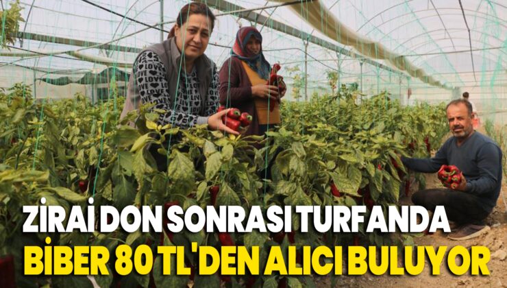 Zirai Don Sonrası Turfanda Hasat Edilen Kapya Biber Serada 80 Tl’Den Alıcı Buluyor