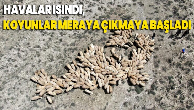 Havalar Isındı, Koyunlar Meraya Çıkmaya Başladı