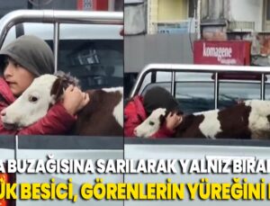 Hasta Buzağısı ‘Korkmasın” Diye Kamyonetin Kasasında Sarılarak Yalnız Bırakmadı