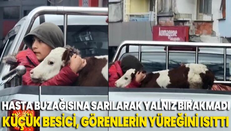 Hasta Buzağısı ‘Korkmasın” Diye Kamyonetin Kasasında Sarılarak Yalnız Bırakmadı