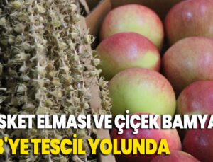 Amasya’Nın Misket Elması Ve Çiçek Bamyası Ab’Ye Tescil Yolunda